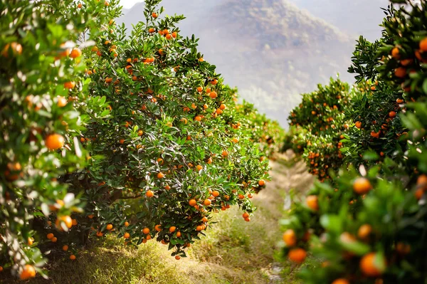 Extensive tangerine garden in the south of China with ripe oranges ready to be harvested. horizontal shot on a sunny day.selective focus