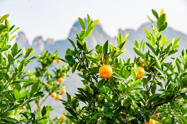 Mandarin Orchard Ώριμα Φρούτα Μανταρίνι Έτοιμα Συγκομιστούν — Φωτογραφία Αρχείου