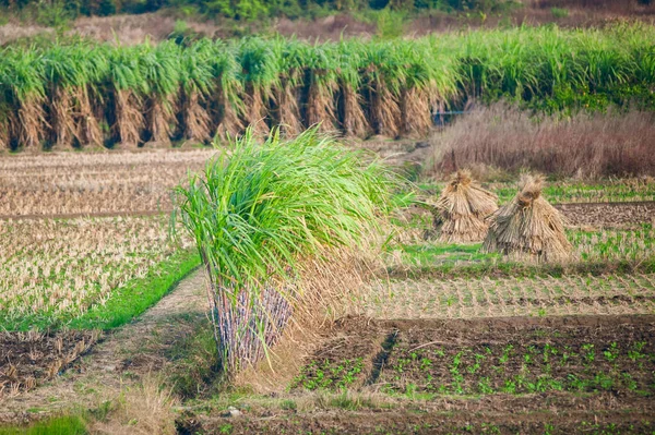 Sukkersukkerrør Har Vest Plantage Antenne Udsigt Lille Mark - Stock-foto