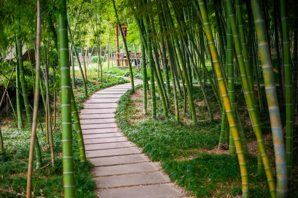 Bosque Bambu Com Pequeno Caminho Floresta Bambu Fundo Verde Natural — Fotografia de Stock