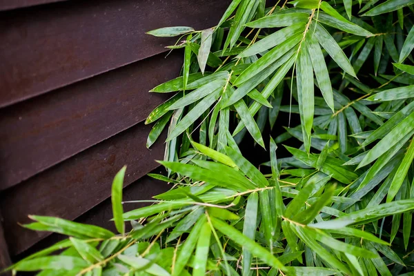 Klasyczny japoński dom z liści bambusa. zbliżenie — Zdjęcie stockowe
