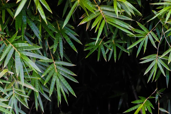 Φρέσκα φύλλα μπαμπού σε ένα δάσος — Φωτογραφία Αρχείου