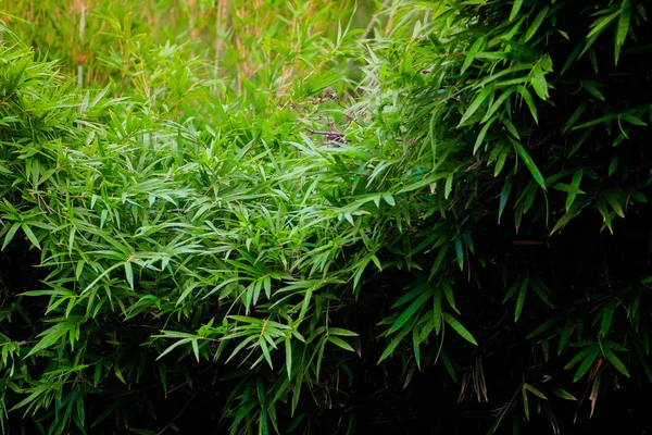 Świeże liście bambusa w lesie — Zdjęcie stockowe