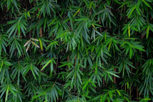 Folhas de bambu frescas em uma floresta — Fotografia de Stock