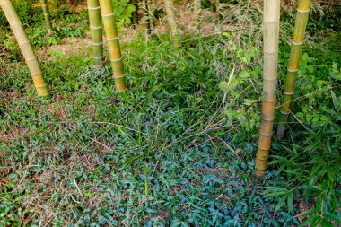 Bambu orman doğal yeşil arka plan