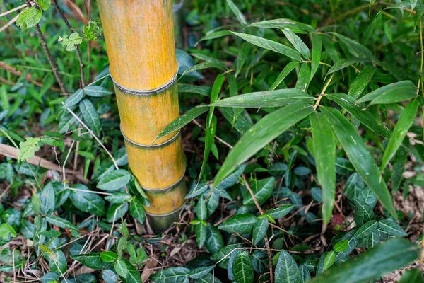 Forêt de bambous fond vert naturel — Photo