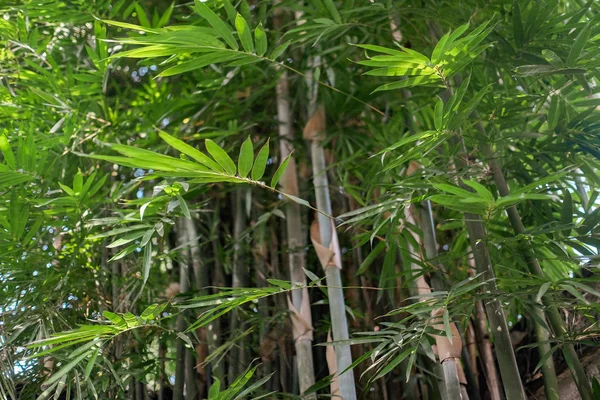 Bamboe bos natuurlijke groene achtergrond — Stockfoto