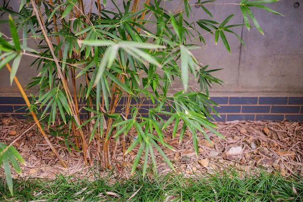 Bambu verde planta fundo e parede — Fotografia de Stock