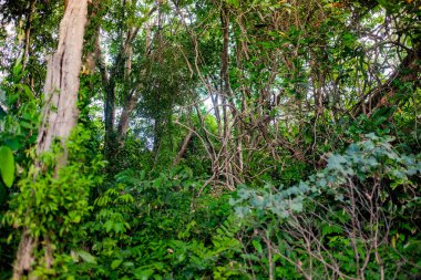 Yemyeşil ve canlı Asya tropikal ormanda büyümek 