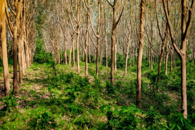 Güneşli bir günde kauçuk ağaç ekimi