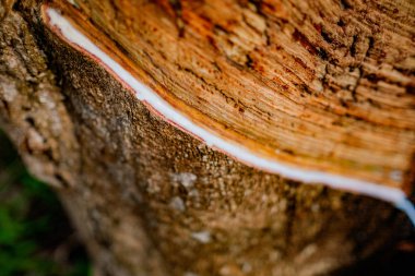 Sütlü lateks lastik ağacından çıkarılan 