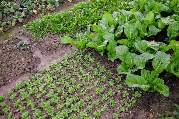 Fondo vegetale verde di lattuga fresca — Foto Stock