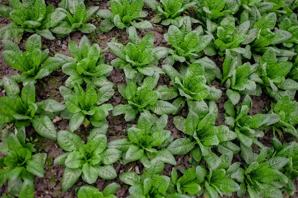 Grön grönsak bakgrund av färsk sallad — Stockfoto