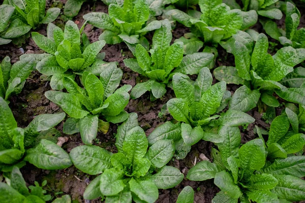 Fundo vegetal verde de alface fresca — Fotografia de Stock