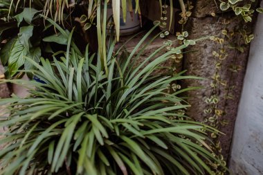 Eski ve beyaz duvar dokusu ve bitkileri