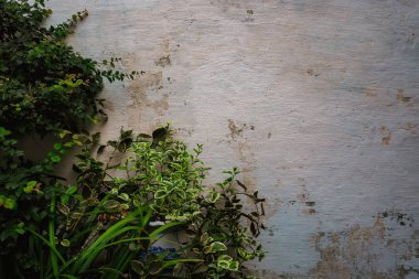 Eski ve beyaz duvar dokusu ve bitkileri