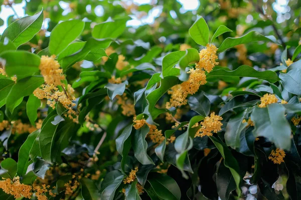 Yellow Sweet osmanthus ragrant  flowers — Stock Photo, Image