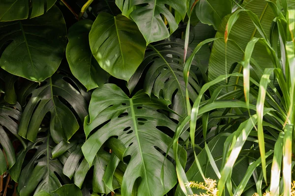 Τροπικά πράσινα φύλλα monstera στη ζούγκλα — Φωτογραφία Αρχείου