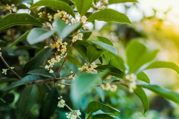 Witte zoete osmanthus bloem op een boom — Stockfoto