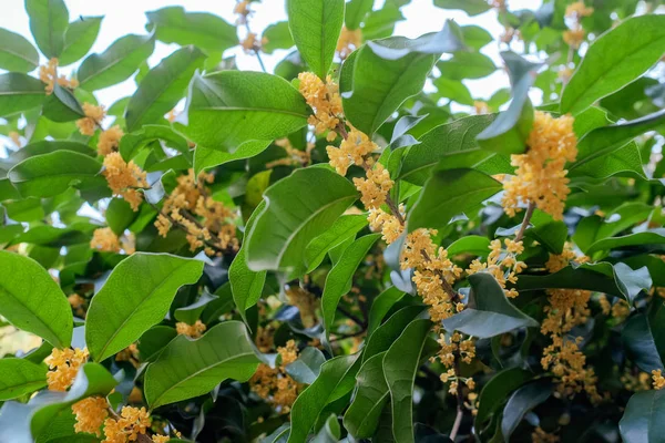 Yellow Sweet osmanthus ragrant  flowers — Stock Photo, Image