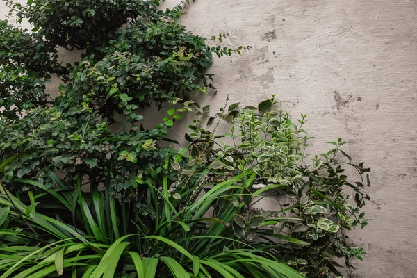 Textura de parede velha e branca e plantas — Fotografia de Stock