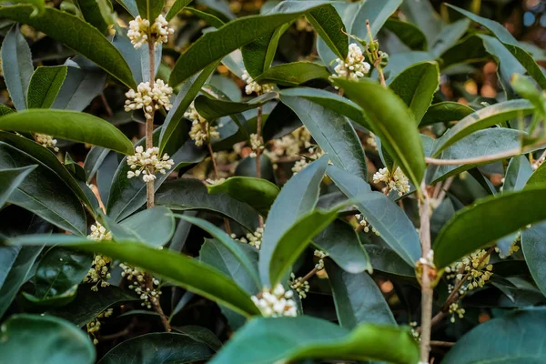 Fehér, édes, osmanthus virág egy fán — Stock Fotó