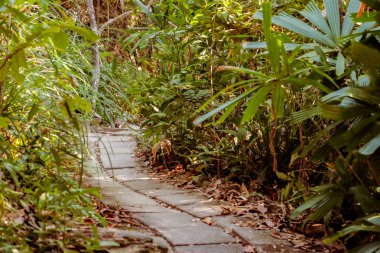 Yeşil Orman 'da küçük bir patika