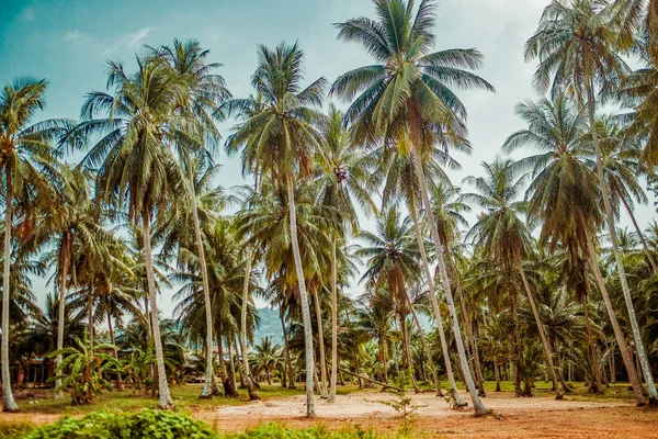 Stor tropisk skog bestående av höga kokospalmer — Stockfoto