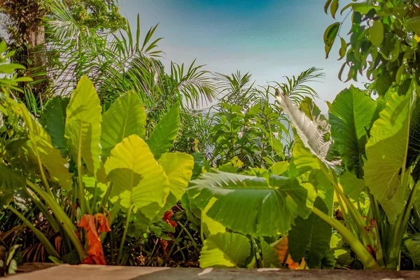Muitos grande folha verde tropical chamado Taro — Fotografia de Stock