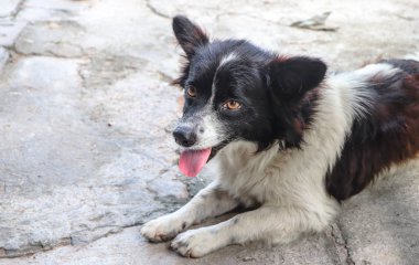 Çimento katta oturan köpek