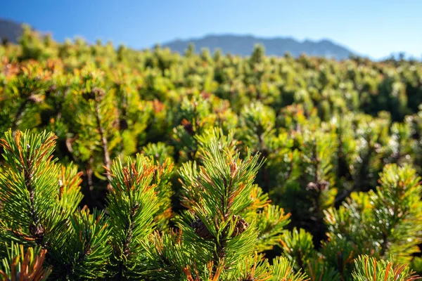 Paisagem Montanhosa Outono Nas Montanhas Tatra — Fotografia de Stock