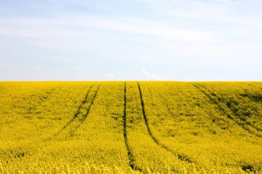 Sarı kolza tohumu alan çiçek açmış. bulutlu gökyüzü karşı
