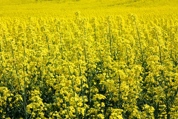 Florescendo Campo Colza Amarelo Atirando Dia Ensolarado Verão — Fotografia de Stock