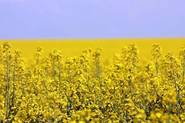 Virágzó Sárga Repce Field Felhős Ellen — Stock Fotó