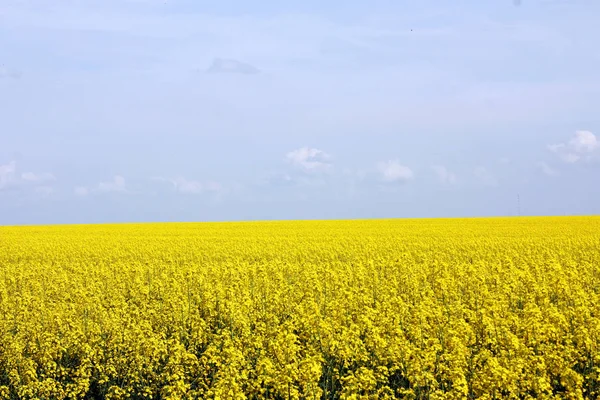 Blommande Gula Raps Fält Mot Mulen Himmel — Stockfoto