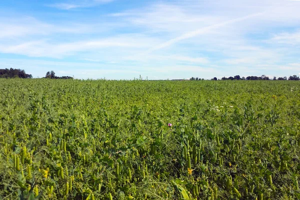 pea pods growing on a pea field. On the blue sky background.