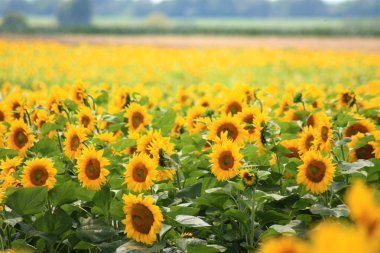Ayçiçeği tarlası. Doğanın kompozisyon. Tarım alanı