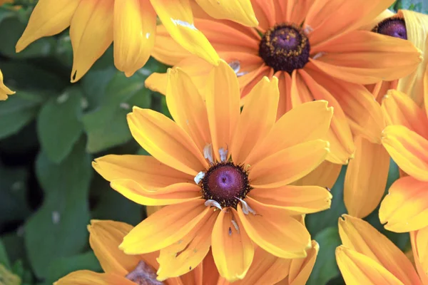 Fiori Gialli Susan Dagli Occhi Neri Rudbeckia Hirta Close Tiro — Foto Stock