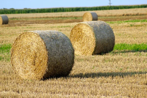 Feno Rola Campo Trigo Final Verão Agricultura — Fotografia de Stock