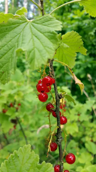 Berries Red Currant Green Leafs Background Close — Stock Photo, Image