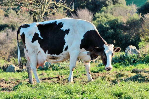 Blanco Con Vaca Manchada Negra Pastado Prado Verde —  Fotos de Stock