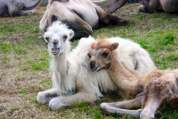 Dois Pequenos Camelos Jovens Jazem Grama Olham Para Lente Câmera — Fotografia de Stock