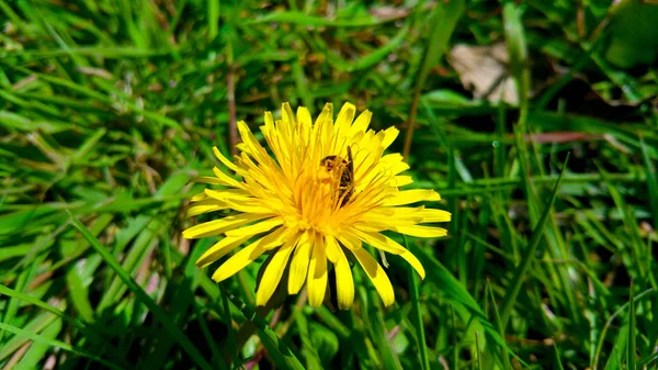 Tarassaco Giallo Con Ape Sull Erba Verde Primo Piano — Foto Stock