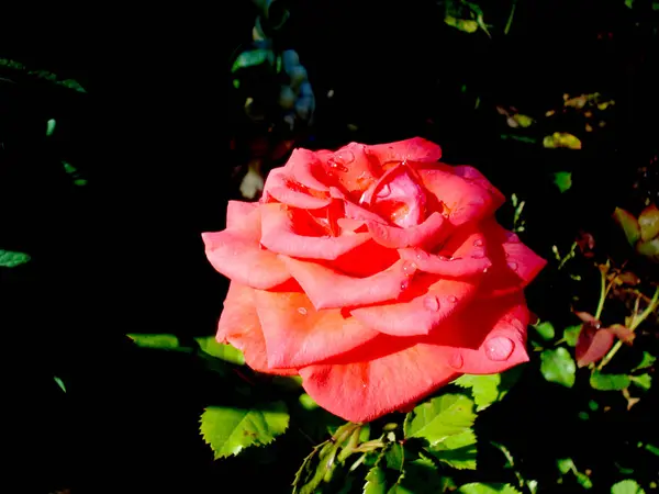 Rosa Roja Brillante Iluminación Con Gotas Lluvia Jardín Cerca Rosa — Foto de Stock