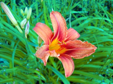 Tek bir kırmızı lily, tam Bloom Hemerocallis fulva gün, yakın çekim. Yeşil çim
