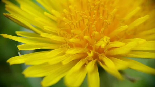 Fleur jaune en milieu naturel, gros plan. Pissenlit — Photo