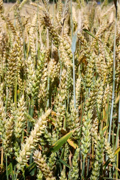 an ear of wheat, close-up against a background of wheat fields