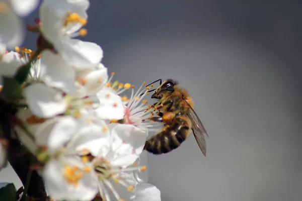 arı beyaz çiçek açan elma çiçekleri nektar toplar. Anthophila, Apis mellifera