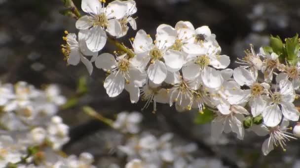Luční vosa sbírá nektar na květinách bílých kvetoucích jablek. Zavři to. Bez zvuku