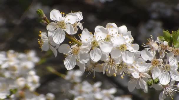 Vita blommande äppelträd på våren. närbild. — Stockvideo